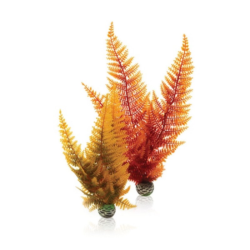 Aquatic-autumn-fern-set-2