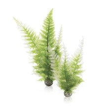 Aquatic-winter-fern-set