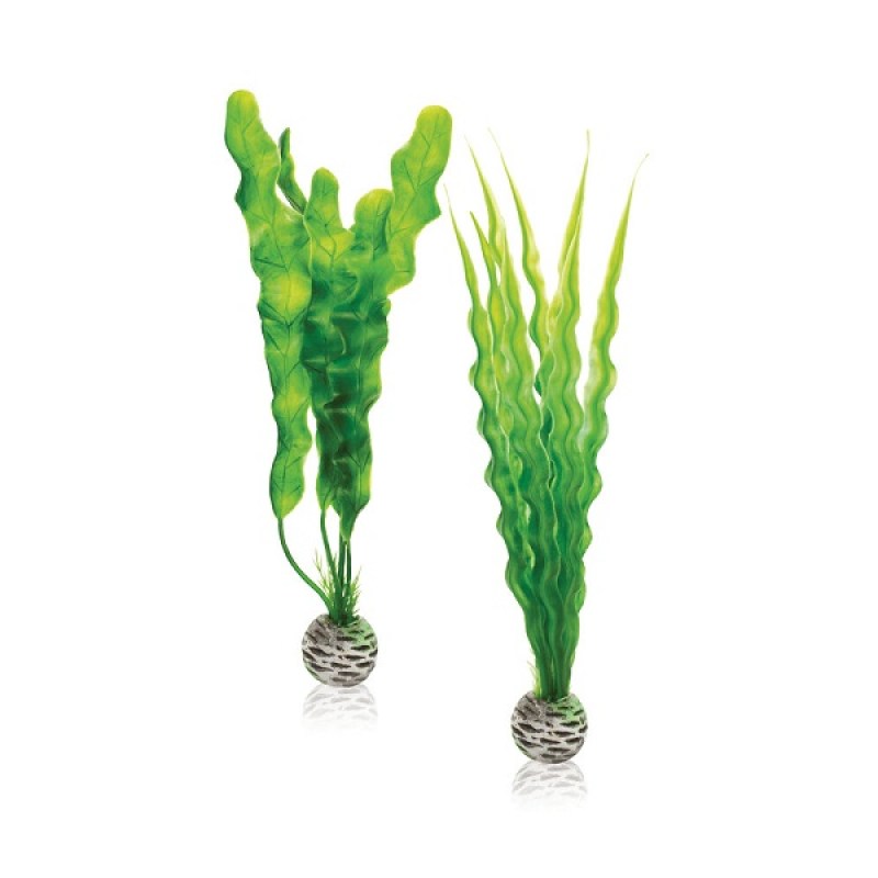 Easy-plant-set-M-green