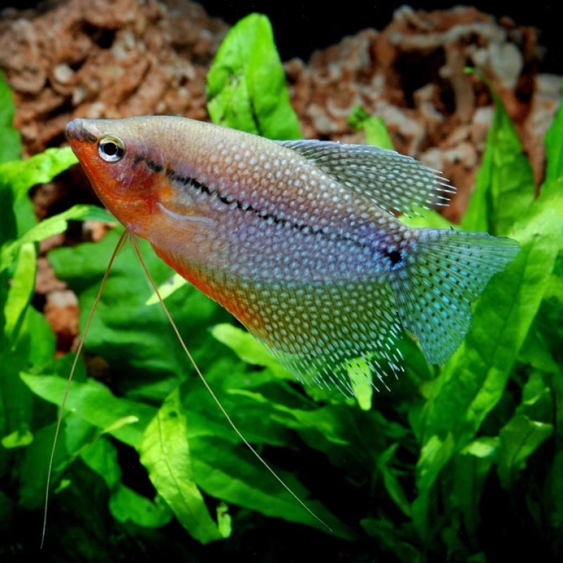 Gourami-Pearl