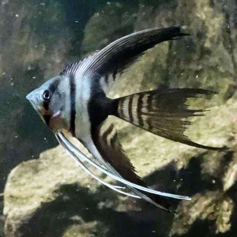 Half-BlackAngelfish