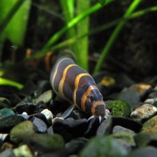 Kuhli-loach.jpg