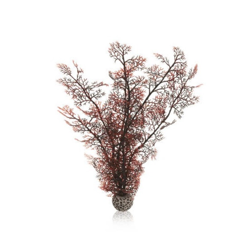 Sea-fan-crimson-40cm