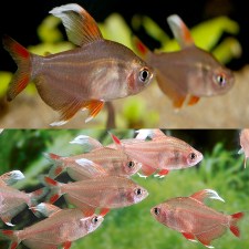 Tetra-White-Fin-Ornate