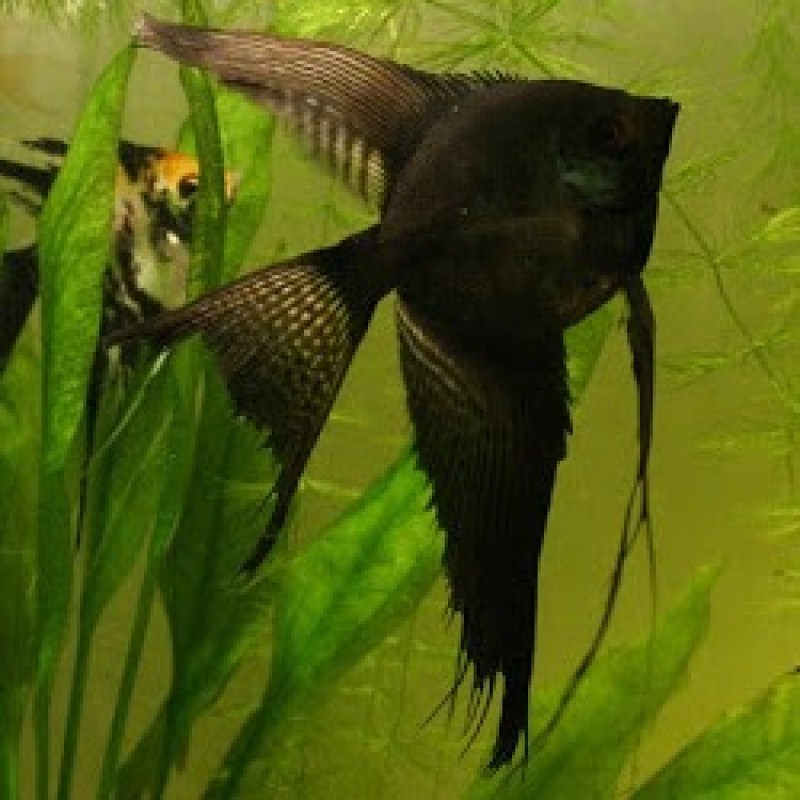 angelfish-black-longfin