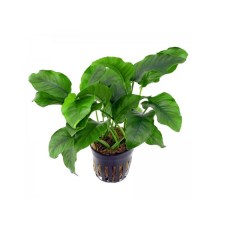 anubias-barteri-coin-leaf