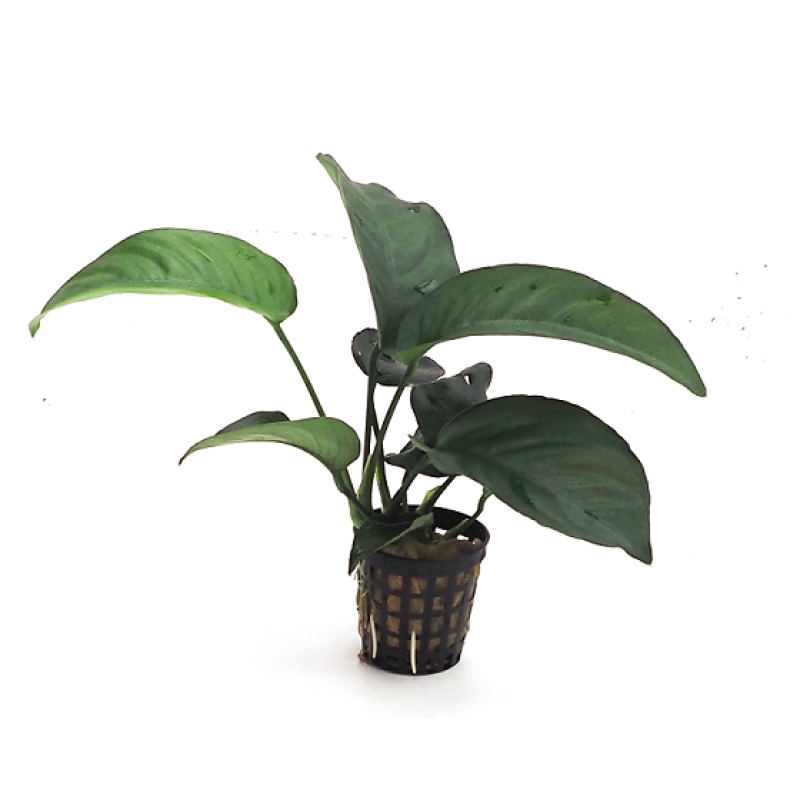 anubias-barteri