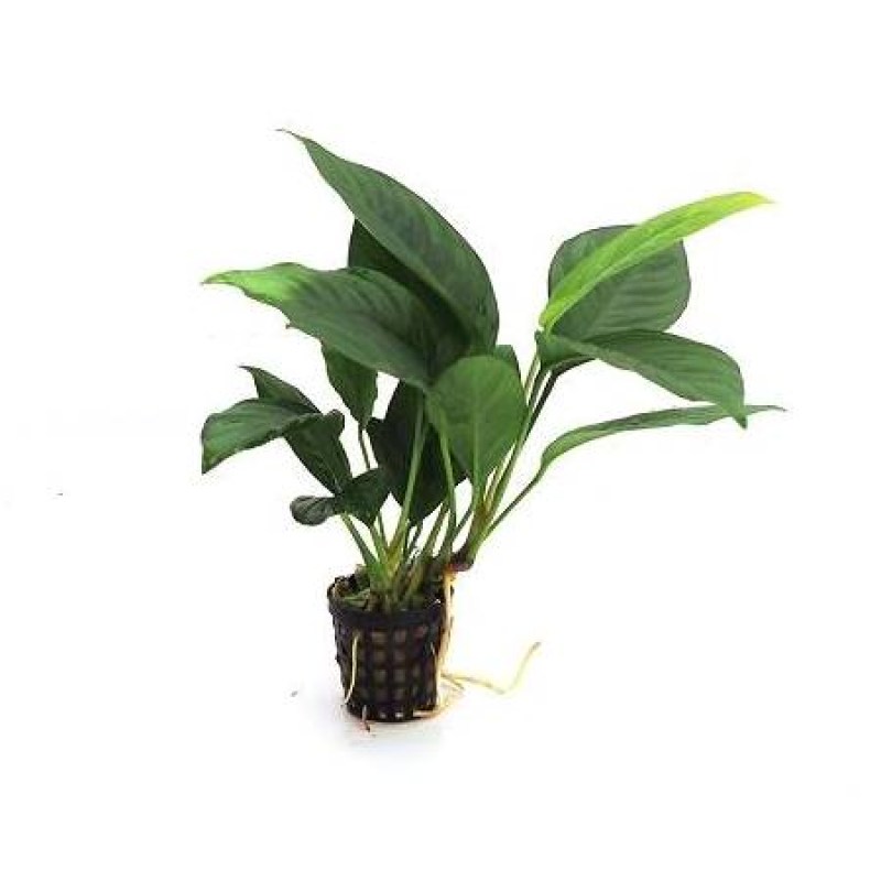 anubias-heterophylla6