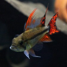 apistogramma-cacatuoides