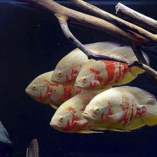 astronotus-ocellatus-albino