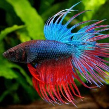 betta-crowntail