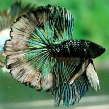 betta-halfmoon