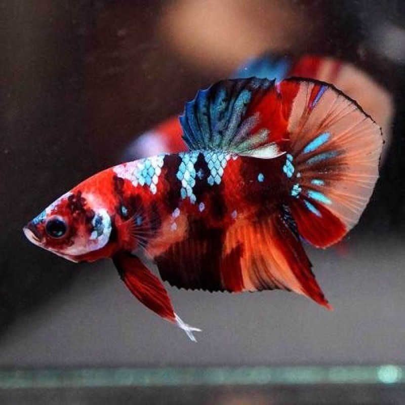 betta-koi-male-bluefish