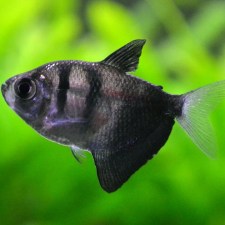 black-tetra