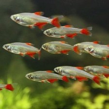 bloodfin-tetra9