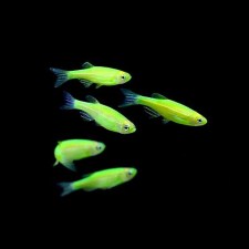 danio-zebra-electric-green