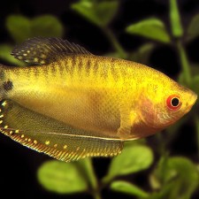 gourami-golden