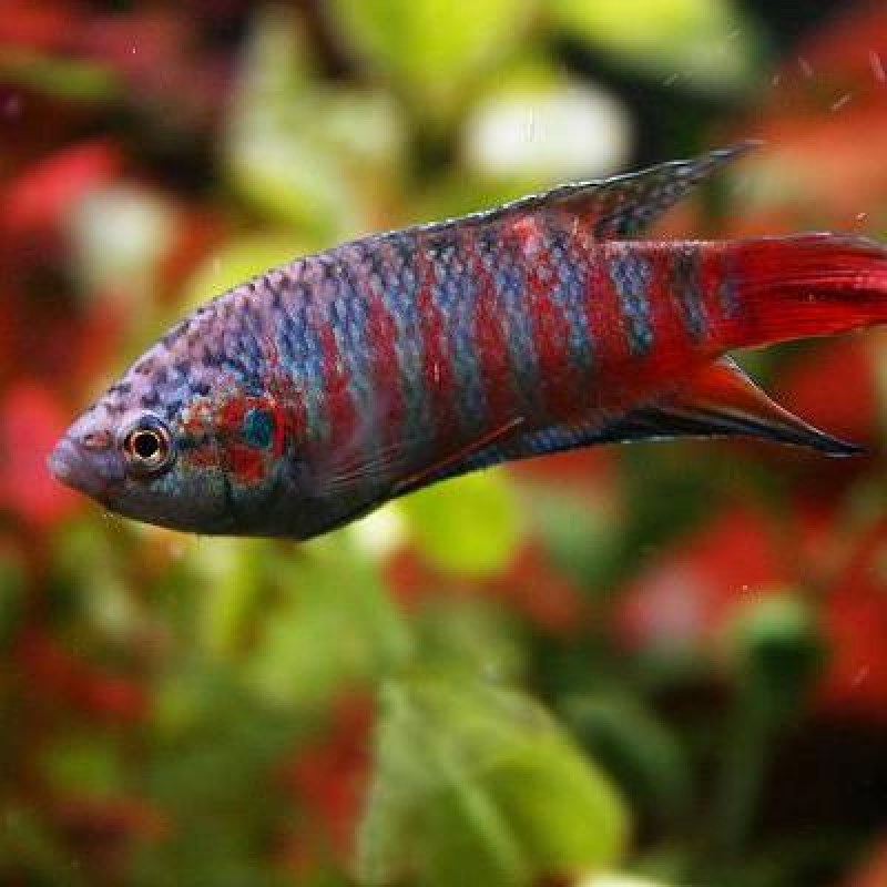 gourami-paradise-red