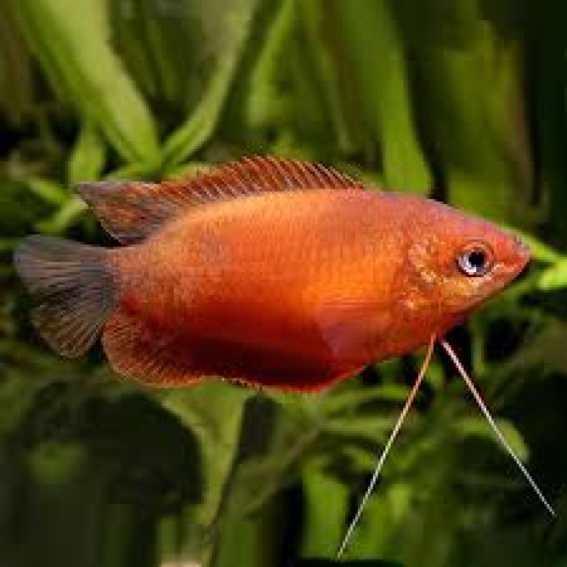 gourami-red-honey-bluedog-enydreia-thessaloniki