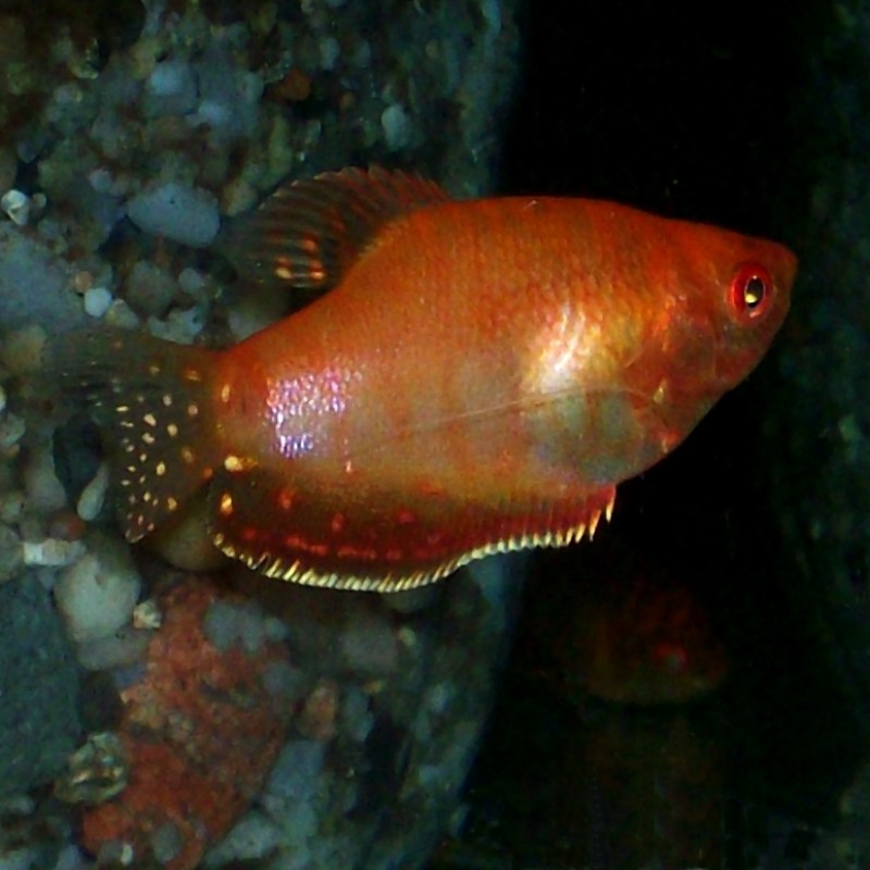 gourami-red2