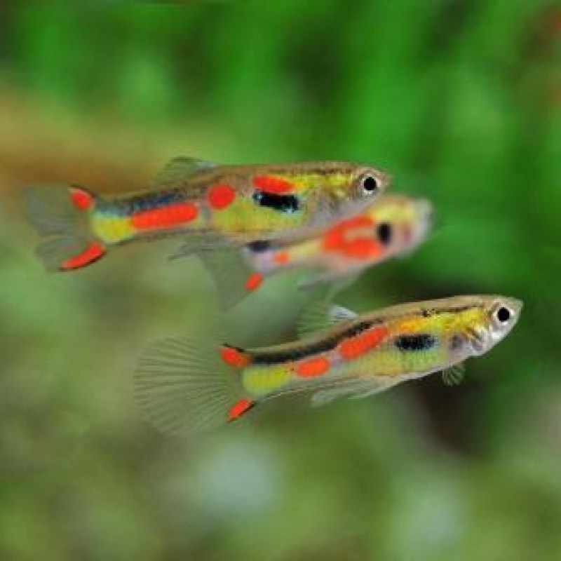 guppy-endler