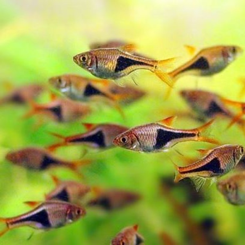 harlequin-rasbora