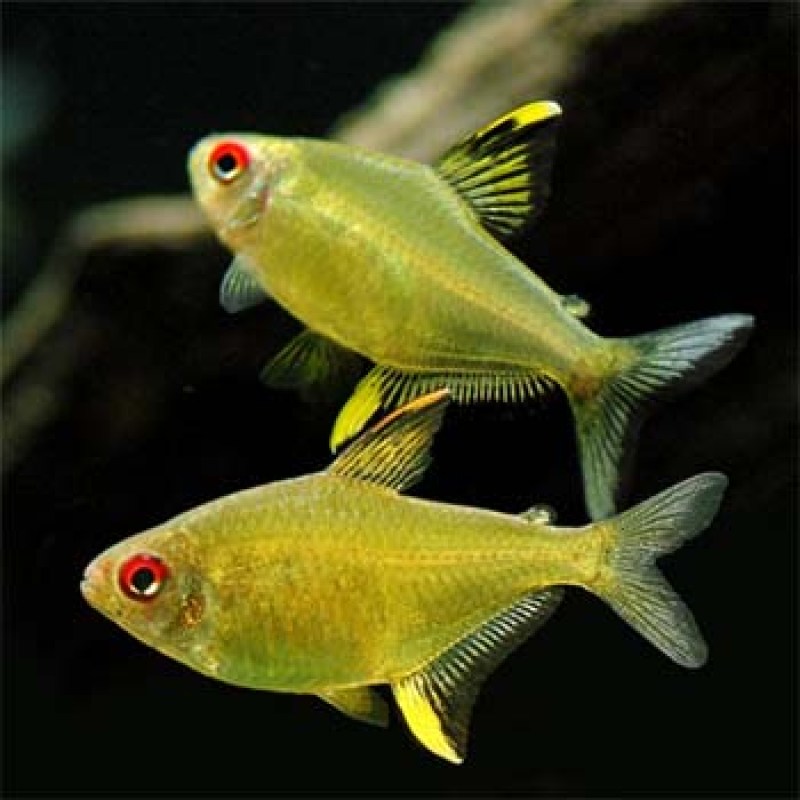 lemon-tetra