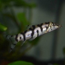 loach-pakistani