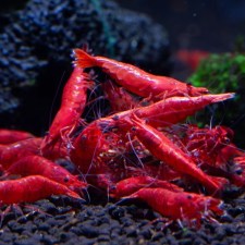 neocaridina-red-fire-bluedog-enydreia-thessaloniki