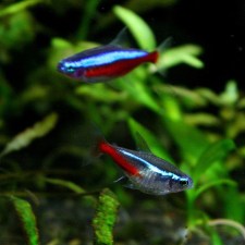 neon-tetra