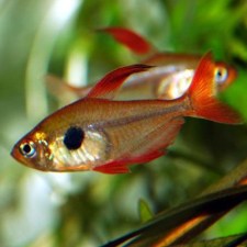 phantom-red-tetra