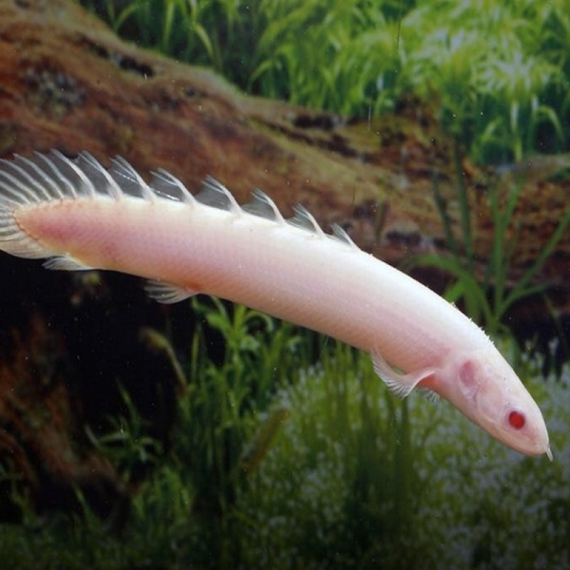 polypterus-senegalus-albino