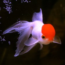 red-cap-oranda-goldfish