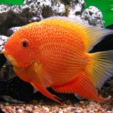 red-spot-golden-severum