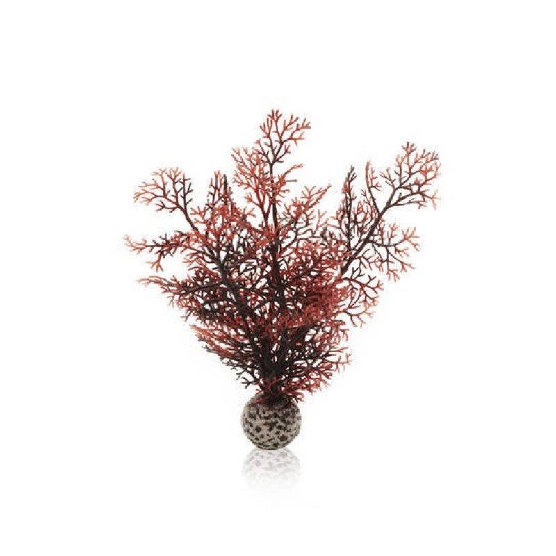 sea-fan-crimson-s