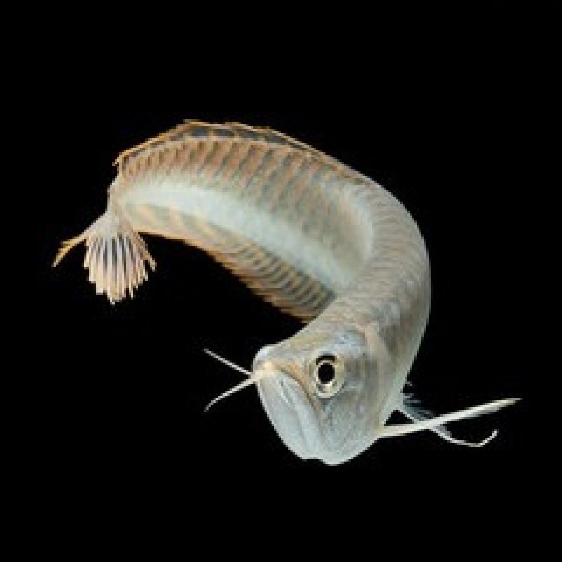 silver-arowana7