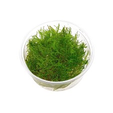 taxiphyllum-alternans-taiwan-moss