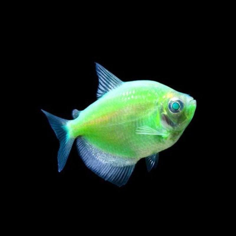 tetra-glofish-electric-green