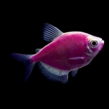 tetra-glofish-galactic-purple