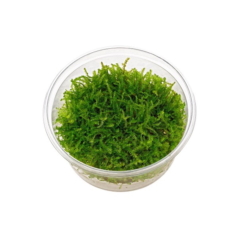 vesicularia-christmas-moss