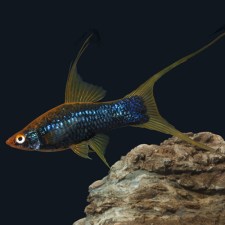 xiphophorus-helleri-black