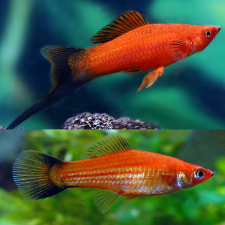 xiphophorus-helleri-red