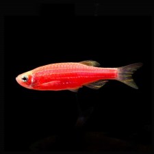 zebra-danio-red